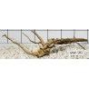 Mangrovewood 181