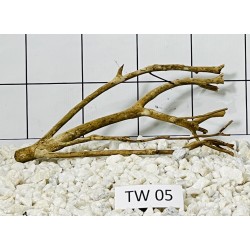 Talawa wood 05