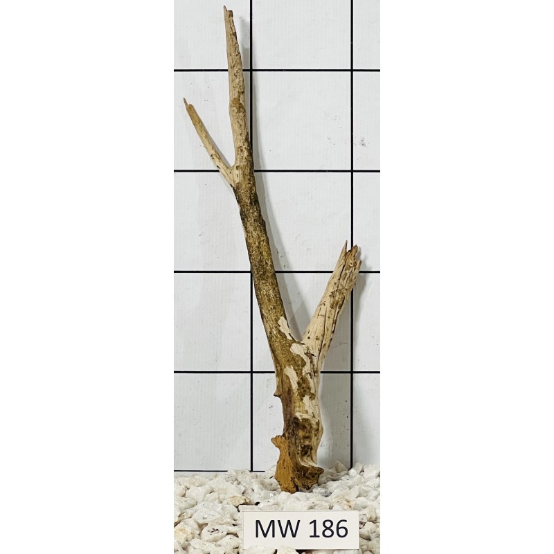 Mangrovewood 186
