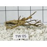 Talawa wood 05