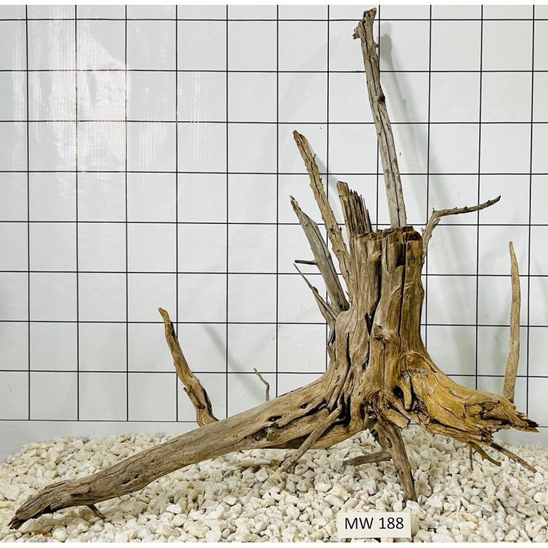 Mangrovewood 188