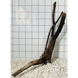 Mangrovewood 189