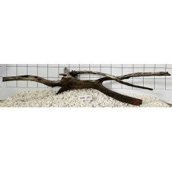 Mangrovewood 189