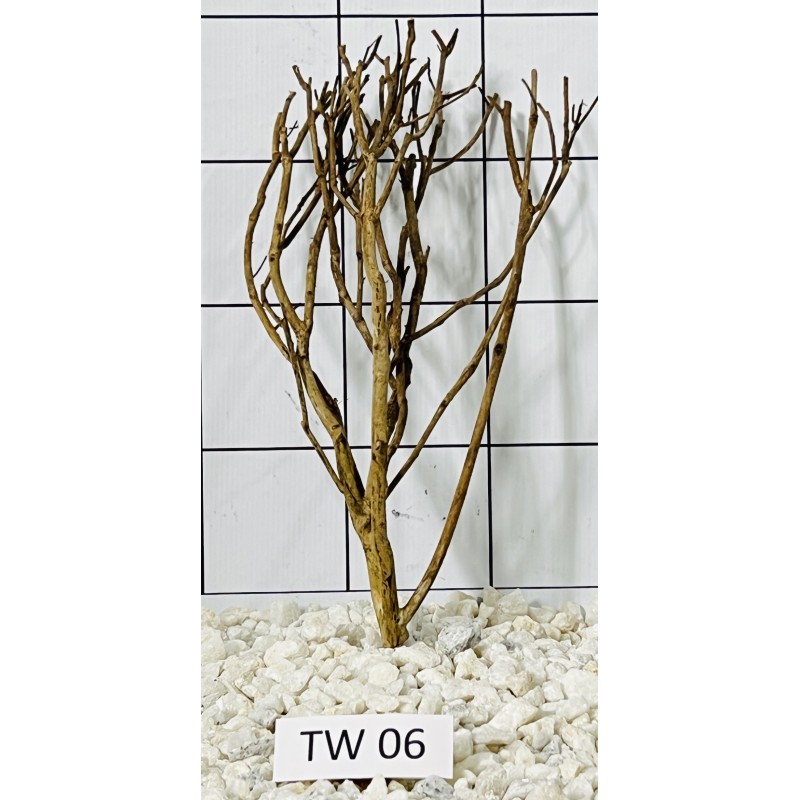 Talawa wood 06
