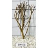 Talawa wood 06