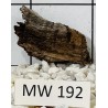 Mangrovewood 192