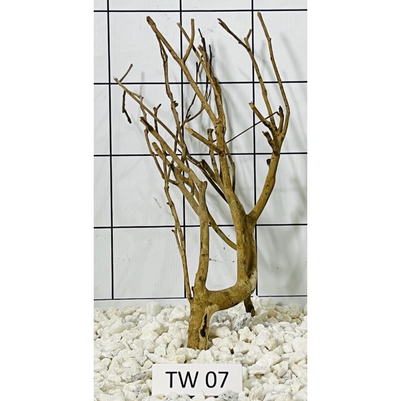 Talawa wood 07