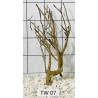 Talawa wood 07