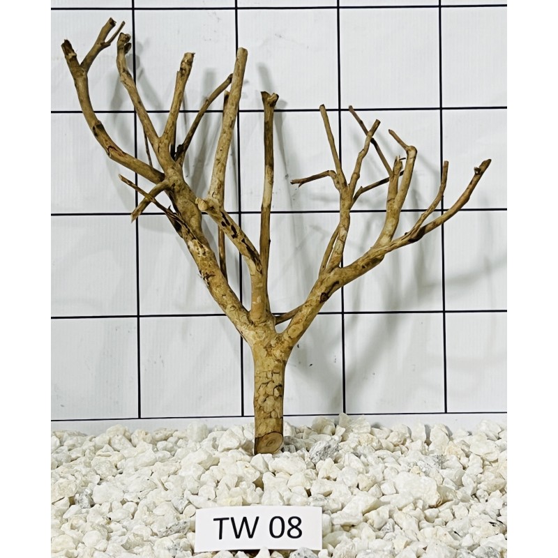 Talawa wood 08