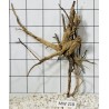 Mangrovewood 218