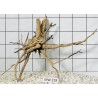 Mangrovewood 218