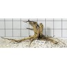 Mangrovewood 218