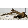 Mangrovewood 220