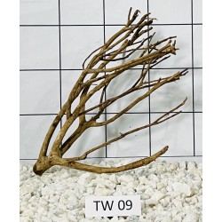 Talawa wood 09