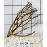 Talawa wood 09