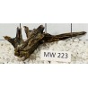Mangrovewood 223