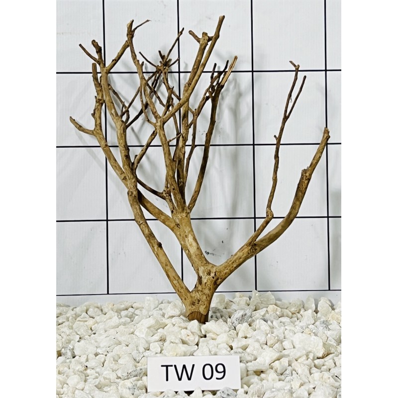 Talawa wood 09