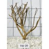 Talawa wood 09