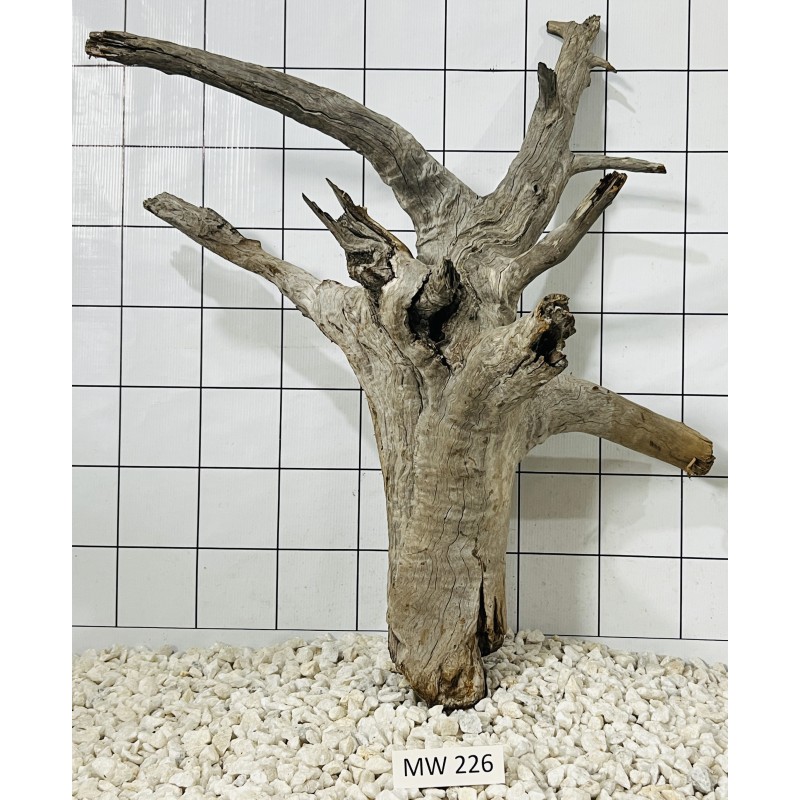 Mangrovewood 226