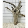 Mangrovewood 226