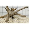 Mangrovewood 226