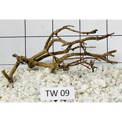 Talawa wood 09