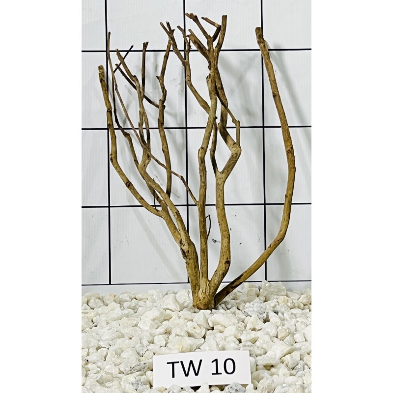 Talawa wood 10