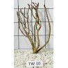 Talawa wood 10