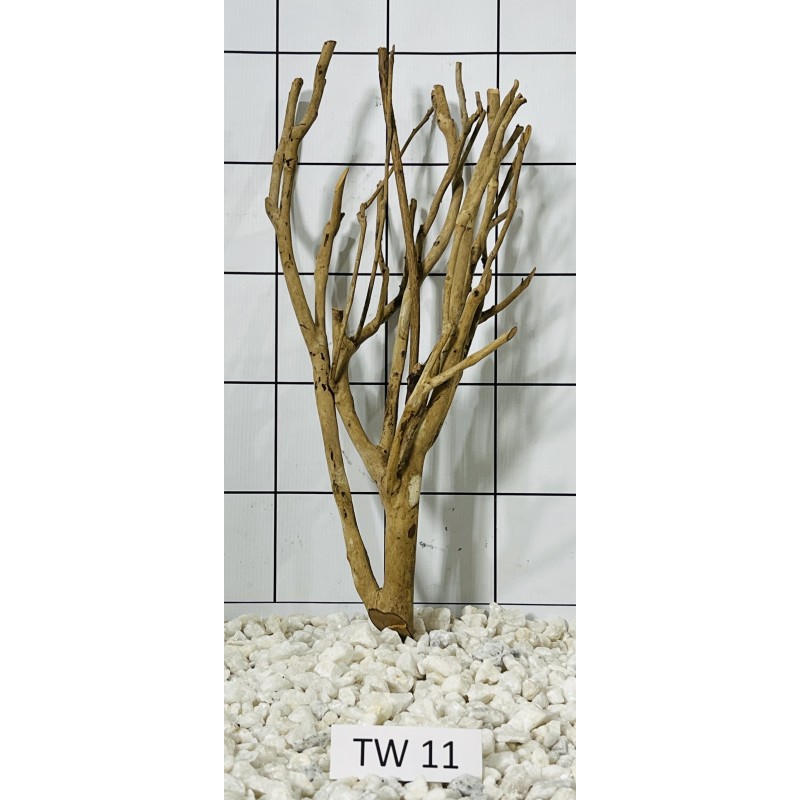 Talawa wood 11