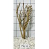 Talawa wood 11
