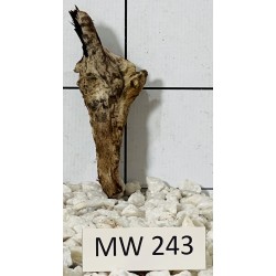 Mangrovewood 243