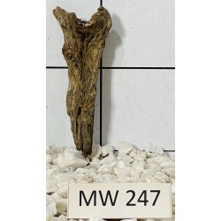 Mangrovewood 247
