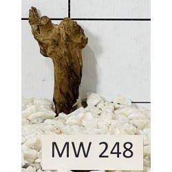 Mangrovewood 248