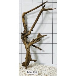 Mangrovewood 257