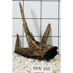 Mangrovewood 260