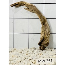 Mangrovewood 261