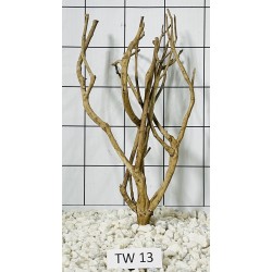 Talawa wood 13