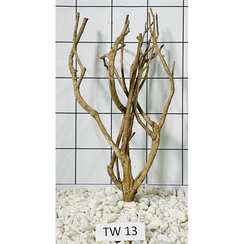 Talawa wood 13