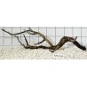 Mangrovewood 266