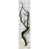 Mangrovewood 266