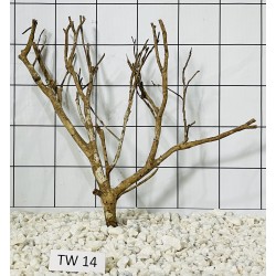Talawa wood 14