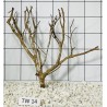 Talawa wood 14