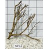 Talawa wood 14