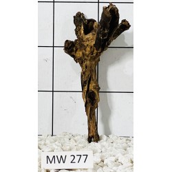 Mangrovewood 277
