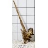 Mangrovewood 289