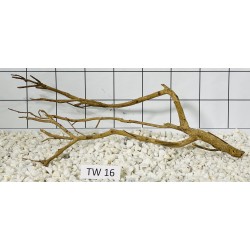Talawa wood 16