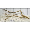 Talawa wood 16