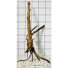 Mangrovewood 298