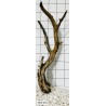 Mangrovewood 301
