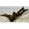 Mangrovewood 302
